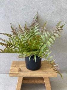 ⁦עציץ שרך מלאכותי⁩ – תמונה ⁦2⁩