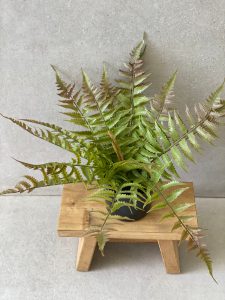 ⁦עציץ שרך מלאכותי⁩ – תמונה ⁦3⁩