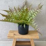 עציץ שרך מלאכותי