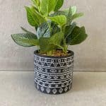 עציץ בכלי שחור-לבן עיטורים