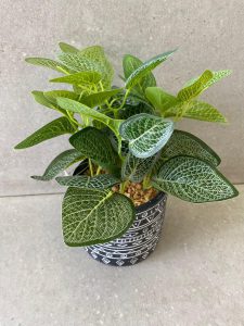 ⁦עציץ בכלי שחור-לבן עיטורים⁩ – תמונה ⁦2⁩