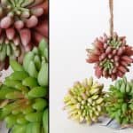 סוקולנט לתלייה- 3 צבעים