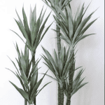 עציץ יוקה- 2 גדלים