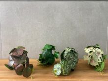 ⁦עציץ מלאכותי קטן⁩ – תמונה ⁦10⁩