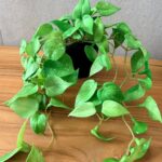 עציץ נשפך בכלי פלסטיק שחור