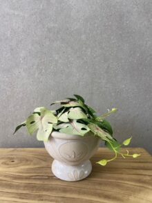 ⁦עציץ מלאכותי קטן⁩ – תמונה ⁦9⁩