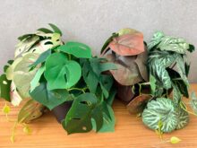 ⁦עציץ מלאכותי קטן⁩ – תמונה ⁦11⁩