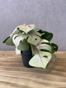 ⁦עציץ מלאכותי קטן⁩ – תמונה ⁦8⁩