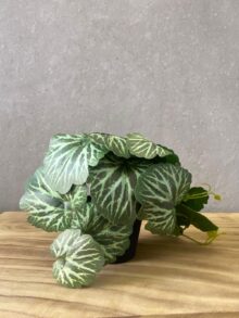 ⁦עציץ מלאכותי קטן⁩ – תמונה ⁦3⁩