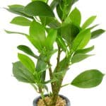 עציץ מלאכותי בכלי בטון אפור-לבן