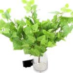 ענף עלה טבעי ירוק