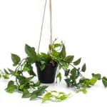 עציץ נשפך לב