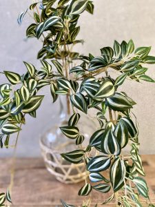 ⁦ענף צמח יהודי נודד⁩ – תמונה ⁦5⁩