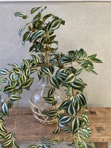 ⁦ענף צמח יהודי נודד⁩ – תמונה ⁦2⁩