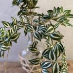 ענף צמח יהודי נודד