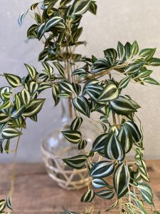 ענף צמח יהודי נודד