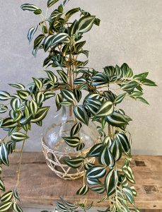 ⁦ענף צמח יהודי נודד⁩ – תמונה ⁦3⁩