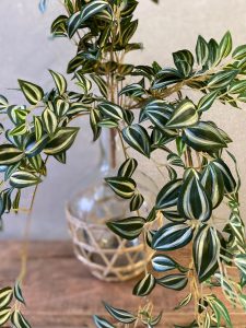 ⁦ענף צמח יהודי נודד⁩ – תמונה ⁦4⁩