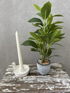 ⁦פמוט לבן נמוך⁩ – תמונה ⁦4⁩