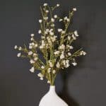 ענף פרח השזיף לבן