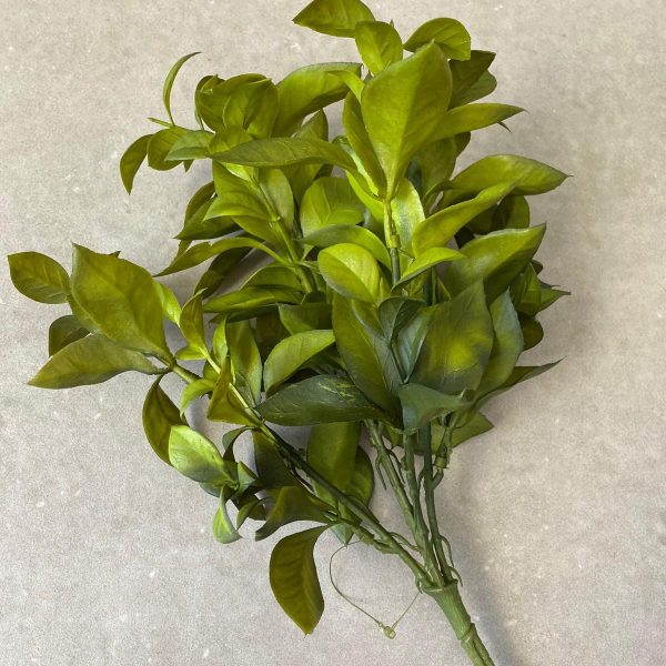 ⁦זר ענף הדר ירוק⁩ – תמונה ⁦3⁩