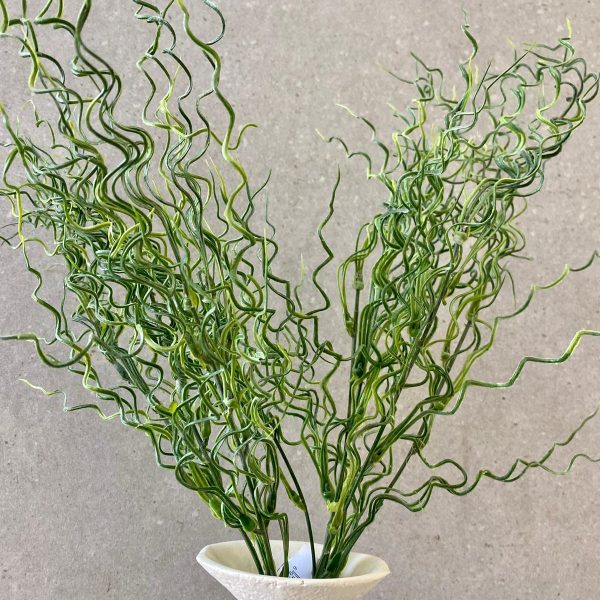 ⁦ענף מסולסל⁩ – תמונה ⁦2⁩