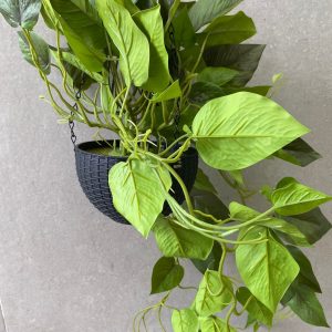 ⁦עציץ לתלייה נשפך⁩ – תמונה ⁦2⁩