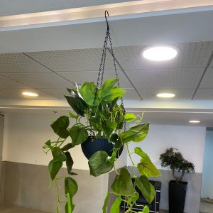 ⁦עציץ לתלייה נשפך⁩ – תמונה ⁦3⁩