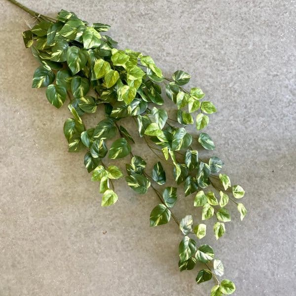 ⁦ענף פוטוס⁩ – תמונה ⁦2⁩
