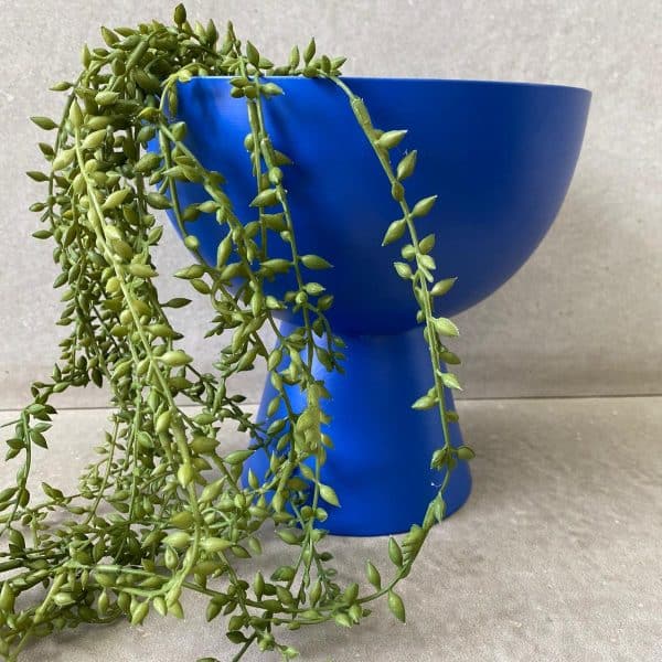 ⁦צמח נשפך -2 דגמים לבחירה⁩ – תמונה ⁦20⁩