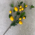 ענף לימונים