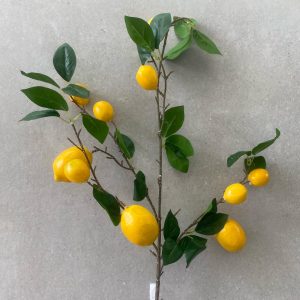 ענף לימונים – תמונה 3