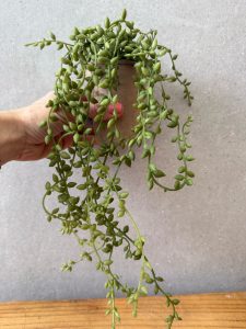 צמח נשפך בכלי קרטון ממוחזר – תמונה 5