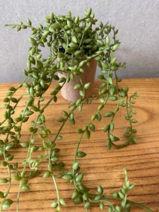 צמח נשפך בכלי קרטון ממוחזר – תמונה 3