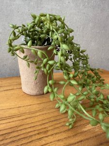 צמח נשפך בכלי קרטון ממוחזר – תמונה 2