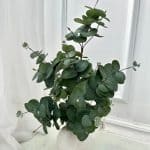 עציץ אקליפטוס