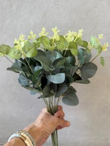 ⁦ענף אקליפטוס⁩ – תמונה ⁦2⁩
