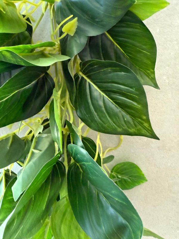 ⁦צמח מרנטה נשפך⁩ – תמונה ⁦2⁩