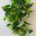 צמח מרנטה נשפך