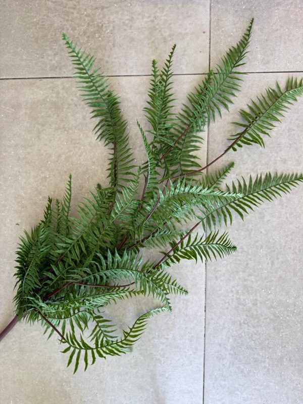 ⁦צמח שרך נשפך⁩ – תמונה ⁦2⁩