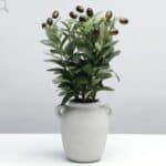 כד ענפי זית