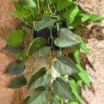 עציץ נשפך לתליה על הקיר