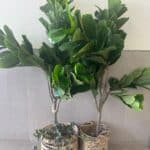 צמח פיקוס כינורי