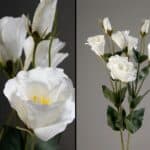 פרח לזינטוס לבן