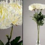 פרח פיונה לבן