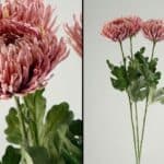 פרח פיונה ורוד