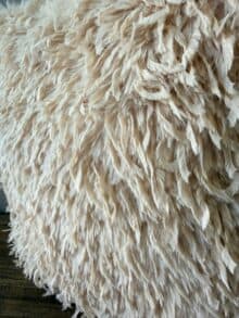 ⁦כרית נוצות פלאפית שמנת⁩ – תמונה ⁦4⁩