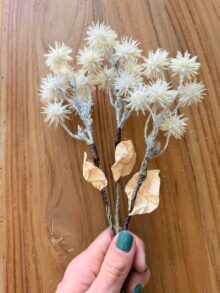 ⁦ענף לבן קוצני⁩ – תמונה ⁦5⁩