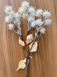 ⁦ענף לבן קוצני⁩ – תמונה ⁦4⁩