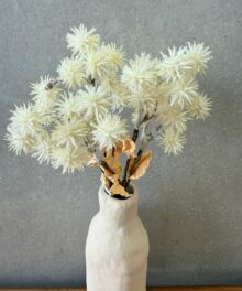 ענף לבן קוצני